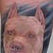 Tattoos - pitbull - 48521